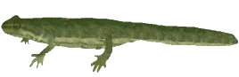 naaras